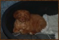 /album/fotogalerij-gio/gio-close-up-11-weken-jpg/